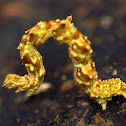 Caterpillar