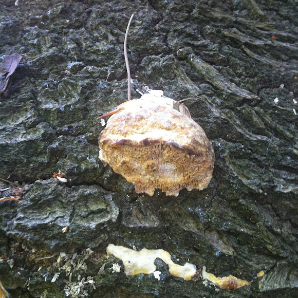 Spotting Image 1