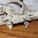 North American Beaver