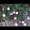 Showy pink primrose
