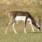 Krishna Mrigam  ( કાળિયાર )