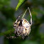 orb weaver spider