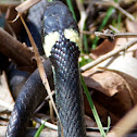 Grass Snake