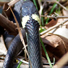 Grass Snake