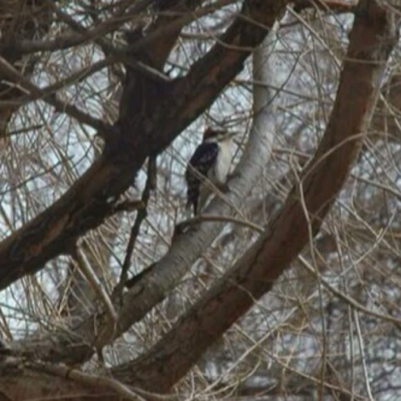 Spotting Image 1