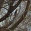 Downy woodpecker