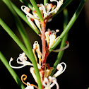 Hakea