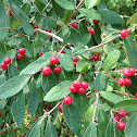 Tartarian honeysuckle