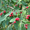 Tartarian honeysuckle