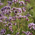 Wild Marjoram, Oregano
