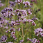 Wild Marjoram, Oregano