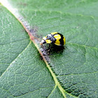 Fungus-eating Ladybird Beetle