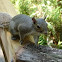 Eastern Grey Squirrel