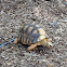Radiated Tortoise