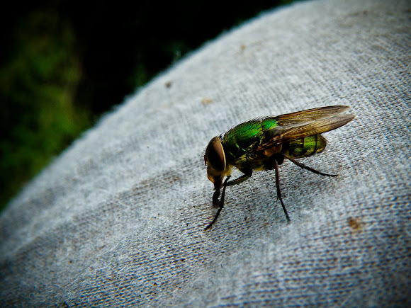 Spotting Image 1