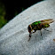 Fly