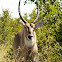 Waterbuck