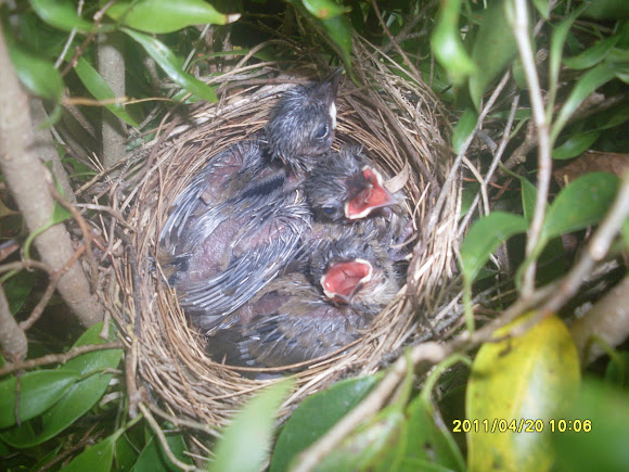 Spotting Image 1