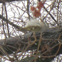Golden-crowned Kinglet