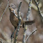 Wrentit