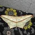 Moth
