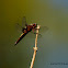 Broad-bodied Chaser