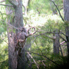 Barred owl