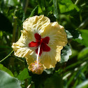Hibiscus