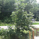 Swamp White Oak