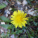 Common Dandelion