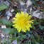 Common Dandelion