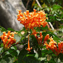Flame Vine, Flaming Trumpet, Golden Shower Trumpet, Orange Bignonia 黃鱔藤、炮竹花、黃金珊瑚、炮仗絕三瓜花、炮仗紅