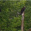 Turkey vulture