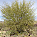 Palo verde