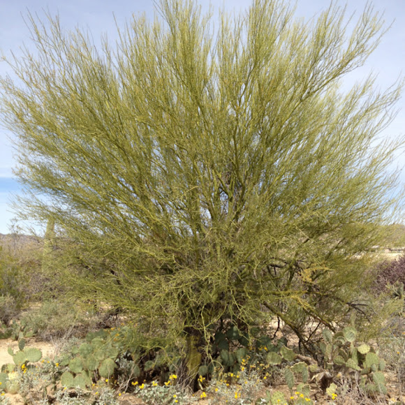 Spotting Image 1