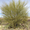 Palo verde