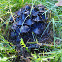 Inky-cap mushrooms