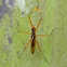 banana stalk fly