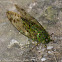 Kinabalu green fly
