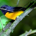 Slate-Throated Redstart