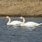 Mute swan