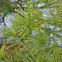 White Pine