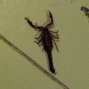 Southern Unstriped Scorpion