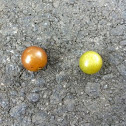 Wild grapes