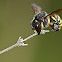 Mason Bee