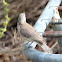 Grey Shrike-thrush