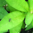 Ant