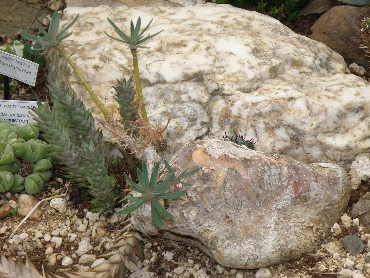 Plant with the stem modified like a stone