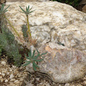Plant with the stem modified like a stone