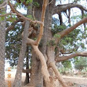 Baobab